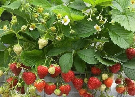 植物常识问题|草莓种子的种植方法及管理 什么时候种植最好