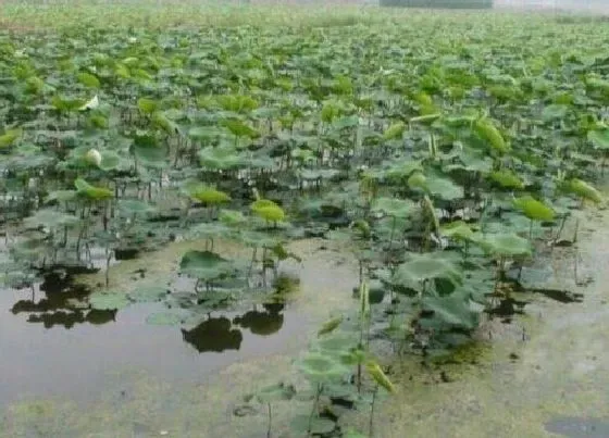 植物常识问题|藕什么时候种植（几月最佳） 莲藕高产栽培技术方法