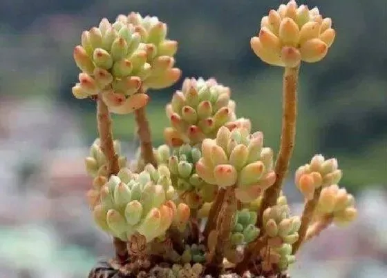 植物常识问题|多肉蚧壳虫如何根除