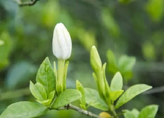植物常识问题|栀子花修剪后为何要脱盆呢