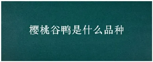 樱桃谷鸭是什么品种 | 三农答疑