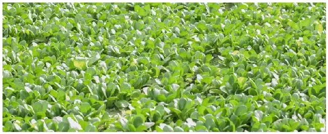 种菜可以用什么农药 | 农业答疑
