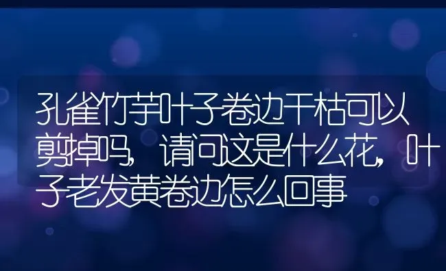 孔雀竹芋叶子卷边干枯可以剪掉吗,请问这是什么花，叶子老发黄卷边怎么回事 | 养殖常见问题