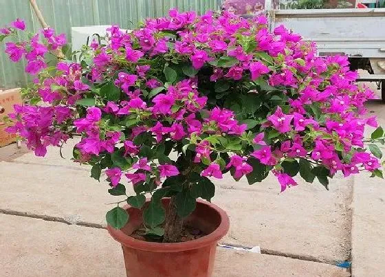 植物常识问题|三角梅夏天如何进行修剪