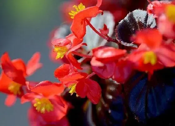 植物常识问题|四季海棠花适合室内养吗 适合在室内养还是室外养