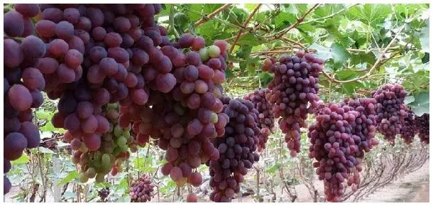 葡萄开什么颜色的花 | 科普知识