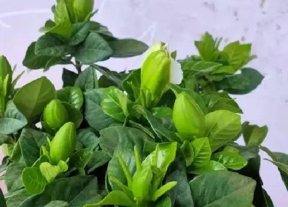 植物常识问题|栀子花修剪后为何要脱盆呢