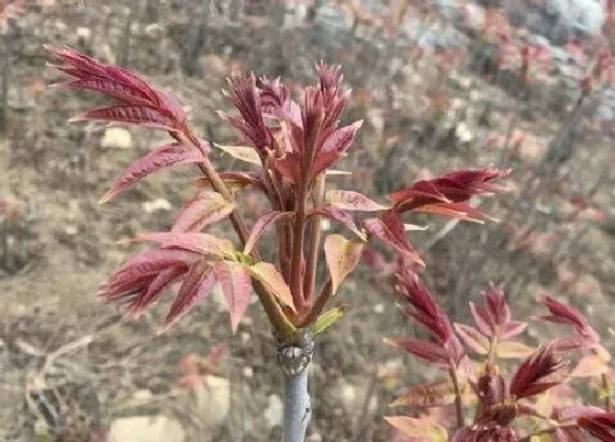 植物常识问题|拱棚栽植香椿行情