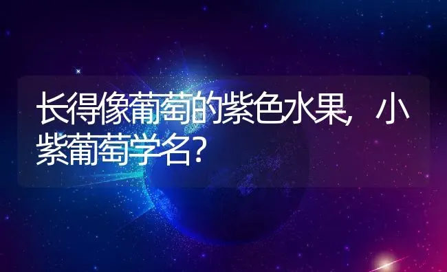 长得像葡萄的紫色水果,小紫葡萄学名？ | 养殖常见问题