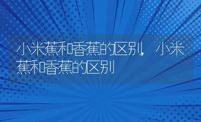 小米蕉和香蕉的区别,小米蕉和香蕉的区别 | 养殖常见问题