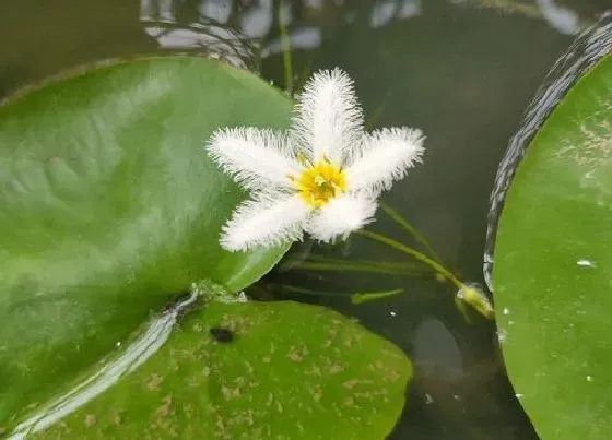 植物常识问题|一叶莲如何养护简单又好看