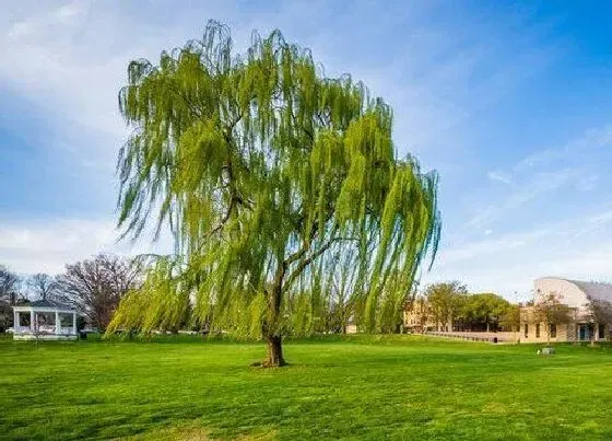 植物常识问题|大门口两边最旺宅的树 住宅门前栽什么树风水好又招财