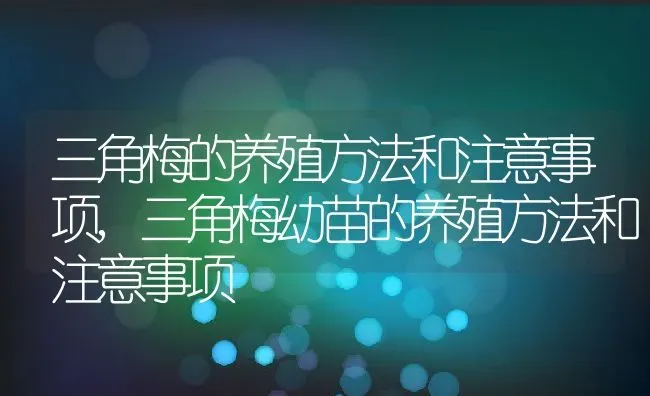 三角梅的养殖方法和注意事项,三角梅幼苗的养殖方法和注意事项 | 养殖常见问题