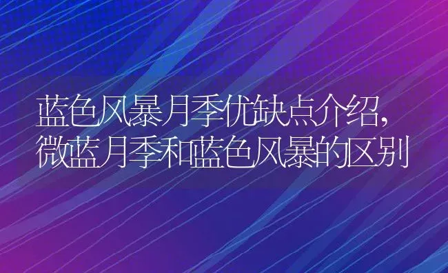 蓝色风暴月季优缺点介绍,微蓝月季和蓝色风暴的区别 | 养殖常见问题