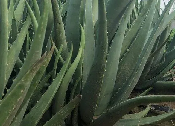 植物常识问题|芦荟为什么要经常砍才能长得壮