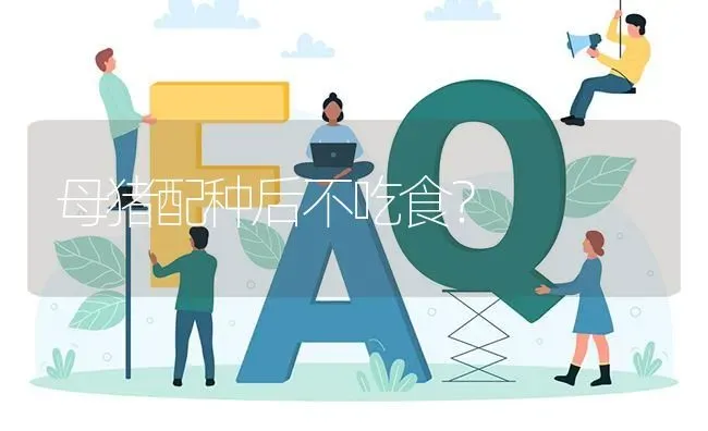 母猪配种后不吃食? | 养殖问题解答