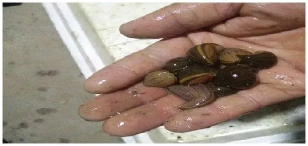 蚂蟥吃什么食物 | 三农答疑