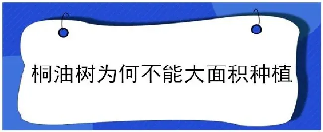 桐油树为何不能大面积种植 | 三农问答