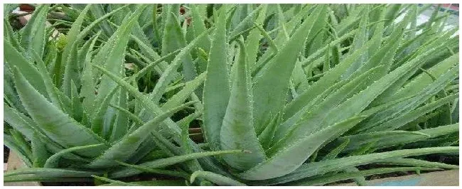 芦荟多久浇一次水 | 三农答疑