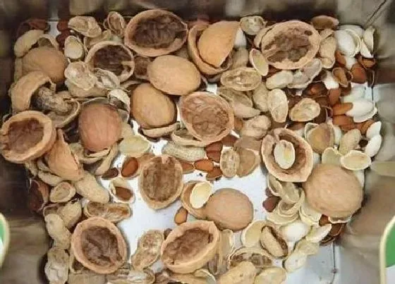植物常识问题|怎么解决君子兰叶片暗淡无光的现象