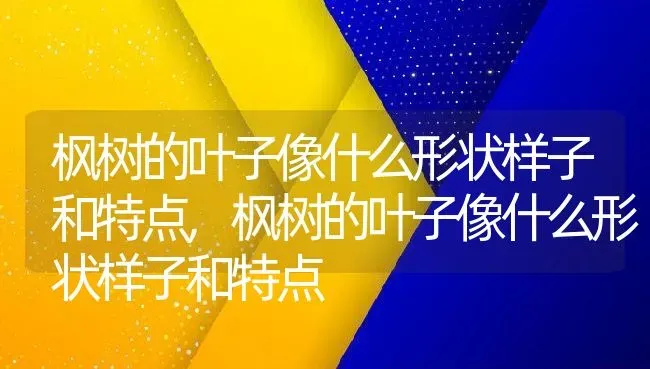 枫树的叶子像什么形状样子和特点,枫树的叶子像什么形状样子和特点 | 养殖常见问题