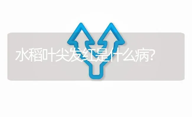水稻叶尖发红是什么病? | 养殖问题解答