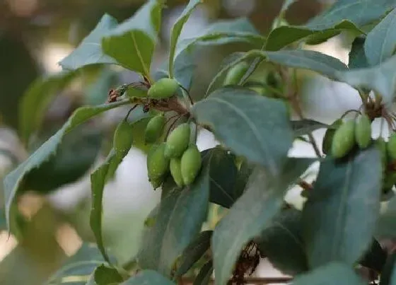 植物常识问题|桂花如何养殖艳丽可观