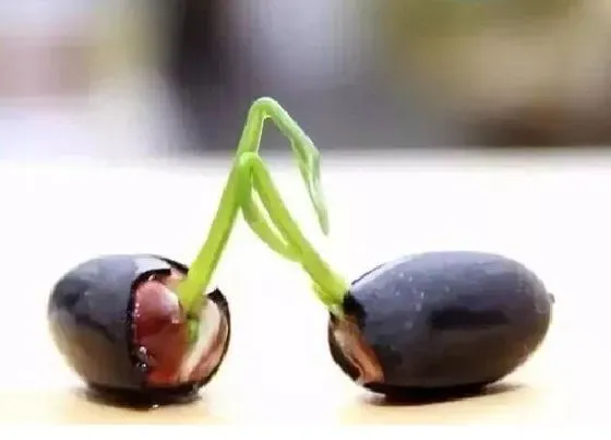 植物常识问题|碗莲种子应该如何浸种