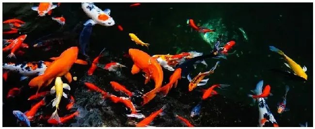 怎么判断锦鲤怀孕了 | 三农答疑