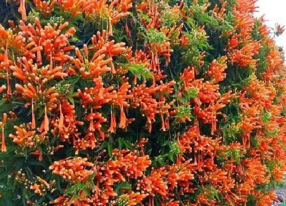 植物常识问题|十大爬藤花卉排名 最好看最香又好养的爬藤植物