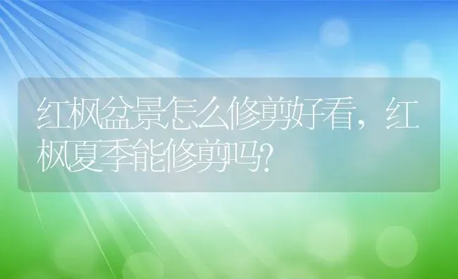 红枫盆景怎么修剪好看,红枫夏季能修剪吗？ | 养殖常见问题