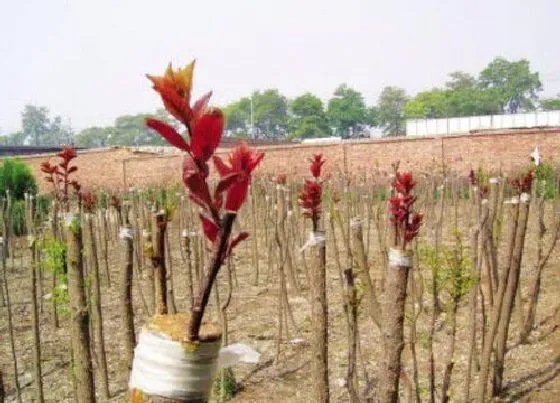 植物常识问题|实生苗和嫁接苗的区别