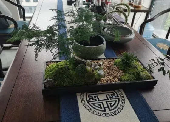 植物常识问题|能够净化空气的室内植物