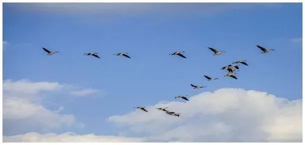 大雁在空中飞行像什么 | 三农问答