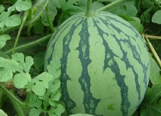 植物常识问题|西瓜什么时候种