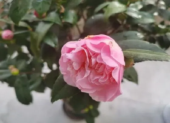 植物常识问题|茶花花苞时期有哪些养护注意事项