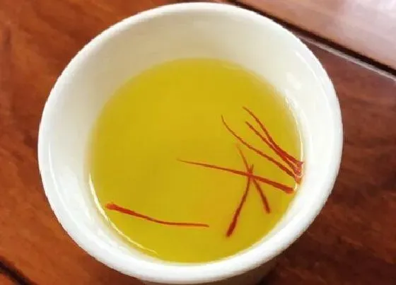 植物常识问题|藏红花怎么辨别真假好坏 如何挑选正宗的藏红花