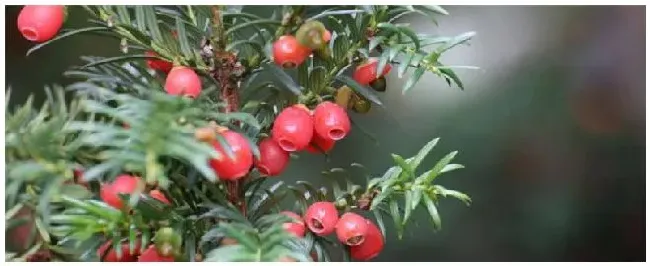 红豆杉是什么植物 | 科普知识