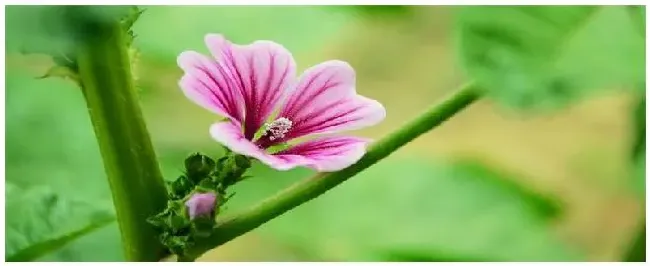 锦葵科种植注意事项 | 生活常识