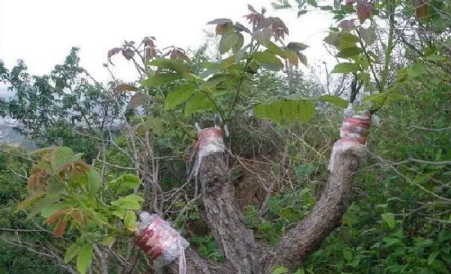 植物常识问题|核桃结的核桃皮太厚硬不好剥（核桃树为什么结的皮越来越厚）