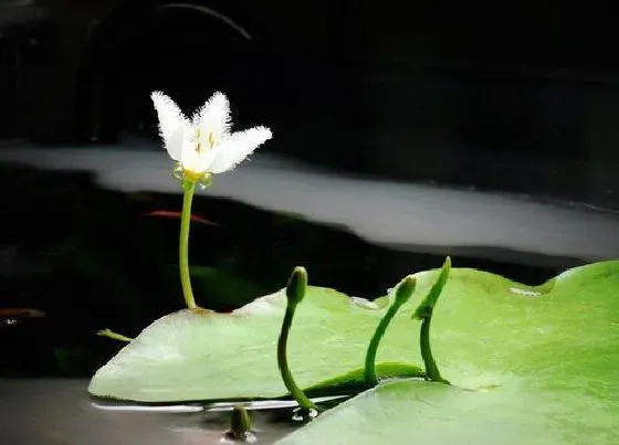 植物常识问题|一叶莲如何养护简单又好看