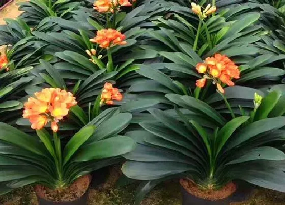 植物常识问题|君子兰怎么养护观赏价值高