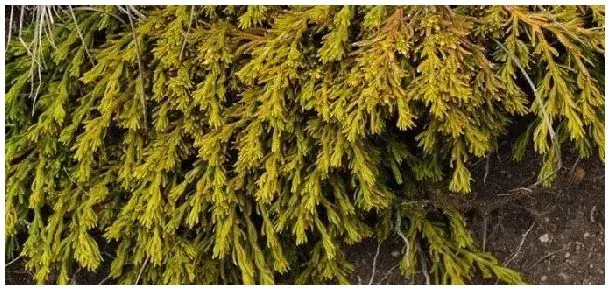 百蕊草一亩产量多少 | 生活常识