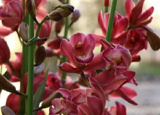 植物常识问题|兰花长花苞后哪些事情不能做