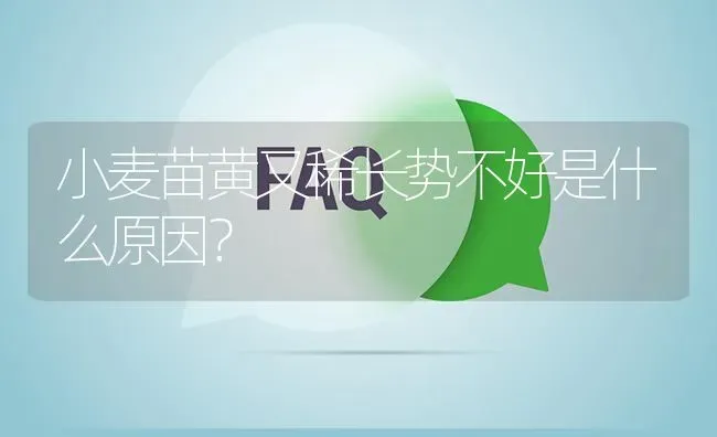 小麦苗黄又稀长势不好是什么原因? | 养殖问题解答