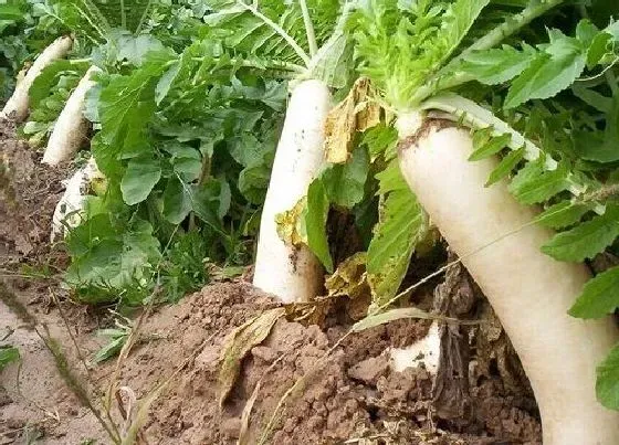 植物常识问题|夏季萝卜什么时候种最合适（夏播萝卜种植方法与步骤）