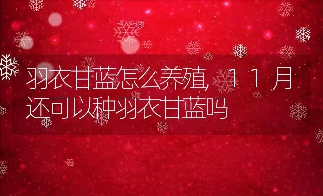 羽衣甘蓝怎么养殖,11月还可以种羽衣甘蓝吗 | 养殖常见问题