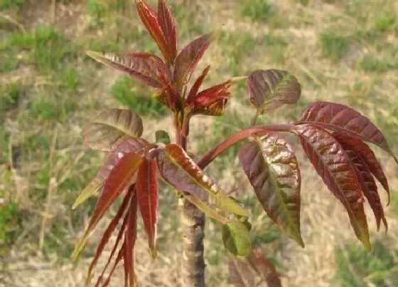 植物常识问题|拱棚栽植香椿行情