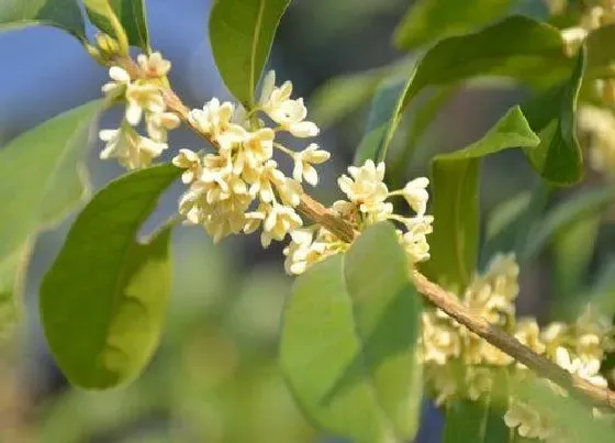 植物常识问题|桂花品种