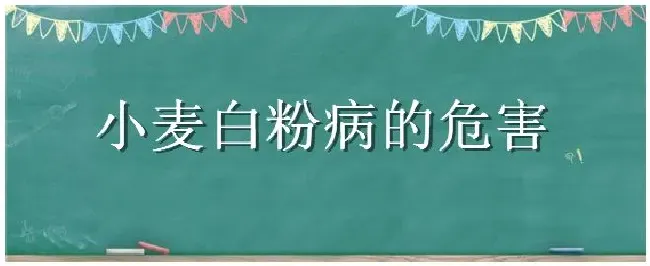 小麦白粉病的危害 | 农业问题